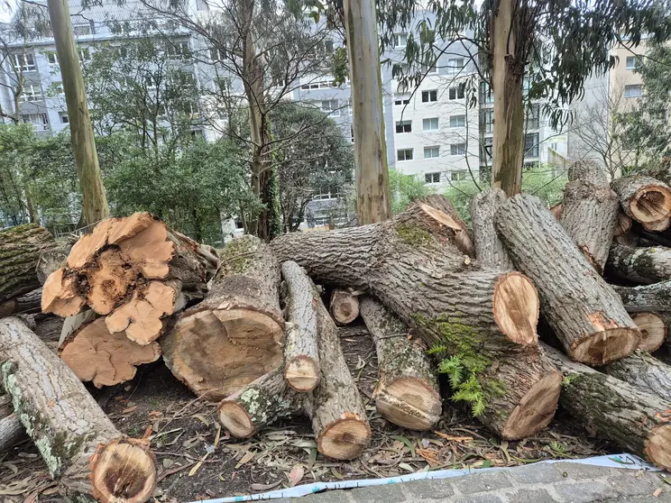 &Aacute;rbores talladas no Parque de Santa Margarida.