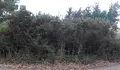 Presentamos unha iniciativa para a recuperación da mámoa do Monte de Cambás