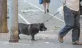 É moito hora de se modificar a ordenanza para as persoas donas limparen con auga os ouriños das súas mascotas