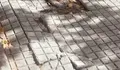 Reparar as beirarrúas, respectar as árbores