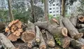 Que razóns levaron ao Concello a tallar árbores no Parque de Santa Margarida?