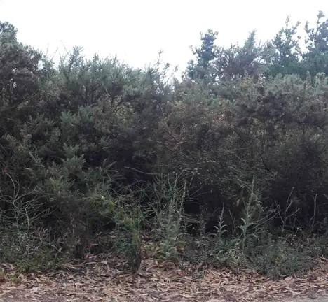 Panor&aacute;mica da zona onde se atopa a m&aacute;moa do monte de Camb&aacute;s, ao car&oacute;n da urbanizaci&oacute;n Breog&aacute;n