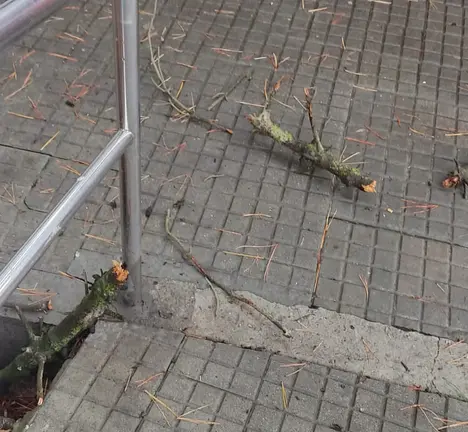 P&oacute;las ca&iacute;das dun pi&ntilde;eiro no Barrio das Flores