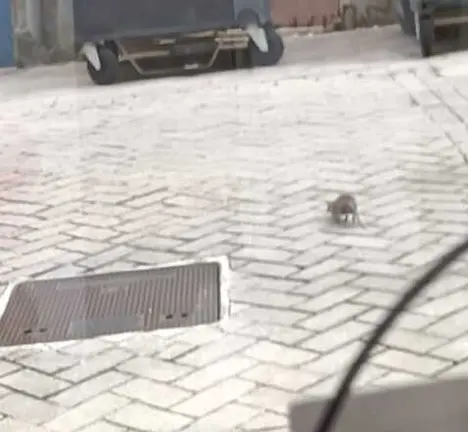 Ratas na Traves&iacute;a da Gaiteira