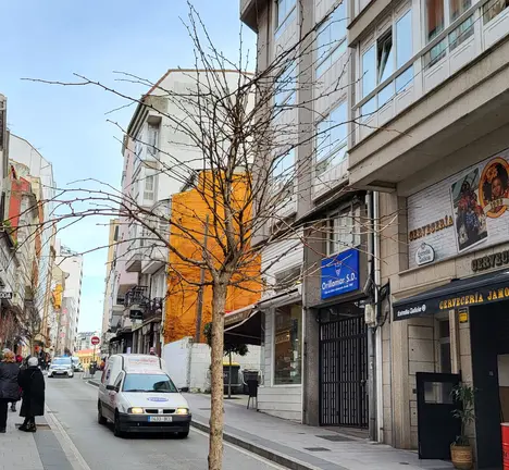 &Aacute;rbore gingko na r&uacute;a da Torre. 17 de febreiro de 2025