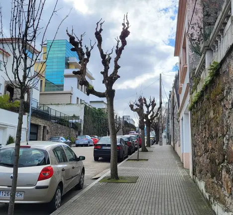 &Aacute;rbores en Cidade Xard&iacute;n 2