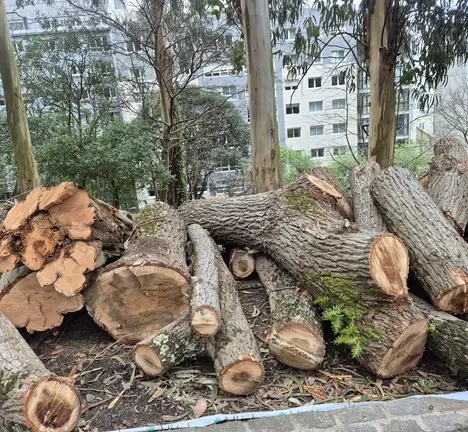 &Aacute;rbores talladas no Parque de Santa Margarida.