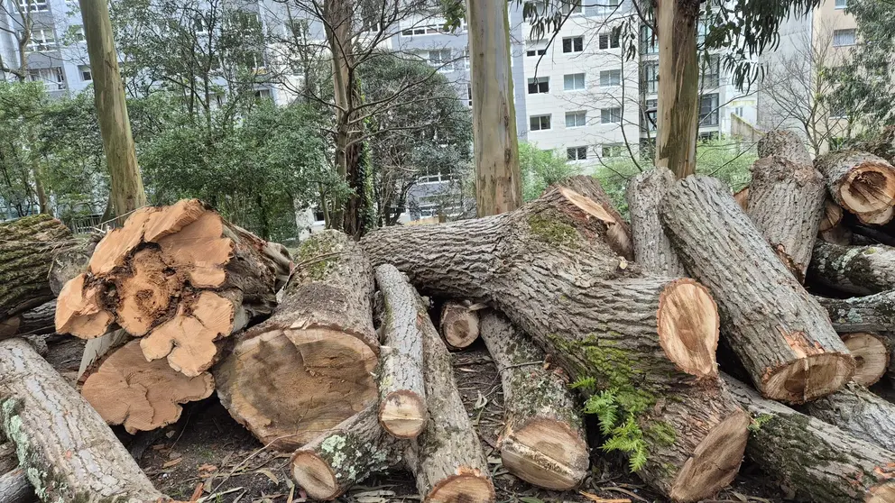 &Aacute;rbores talladas no Parque de Santa Margarida.